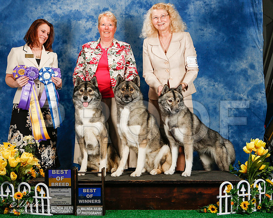 _ST_4148-2-AddisonHuskyMar2015-HR3