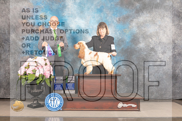 English Cocker Spaniel #19 Sat BOWBBE Judge Joe Walton_MJ_7124_Houston_2022_HR3