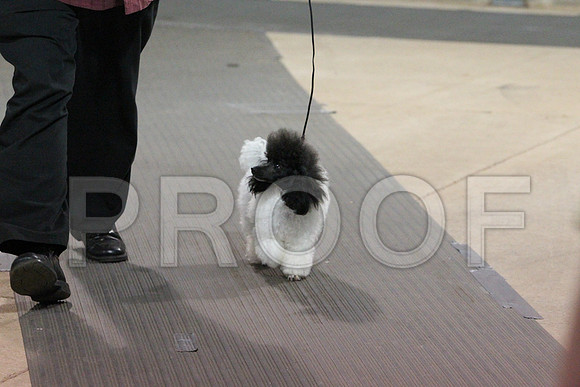 ToyPoodleCCL_1314LR