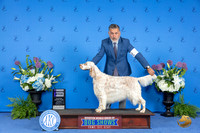 English Setter #20 THUR WB Judge Ronald Freeman