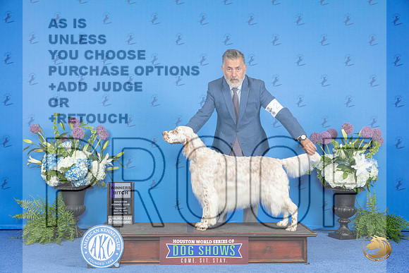 English Setter #20 THUR WB Judge Ronald Freeman__JP_8055_Houston_2024_HR3