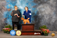 Norwich Terrier #30 Thur BOS NGr Judge Cindy Lane