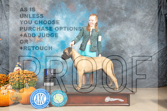 Bullmastiff #11 Sun _MJ_6727_Belton_2022_HR3