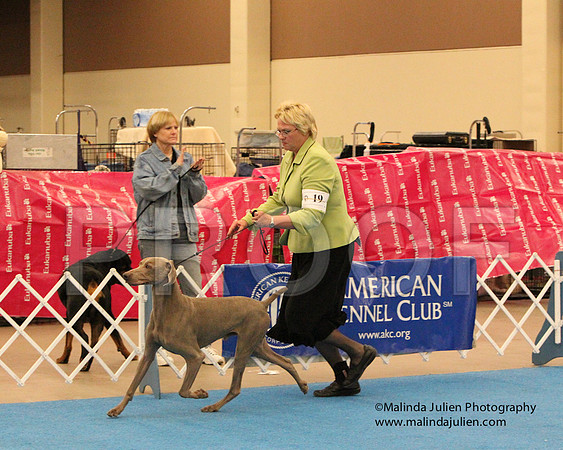 Weim-0954