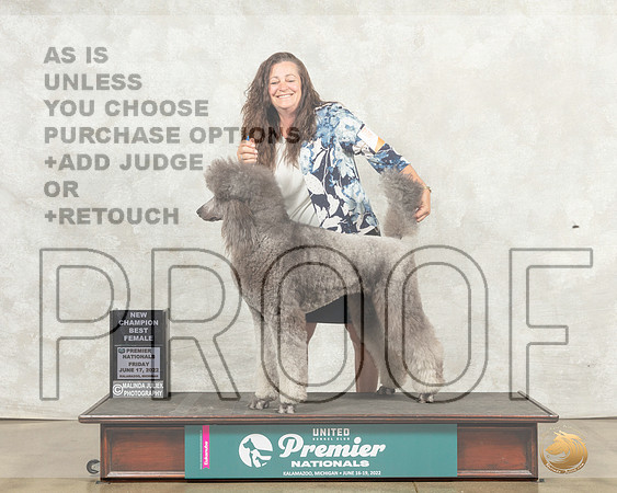 Poodle Std #464 Fri BFCh Judge Pamela Perdue__MJ_7845_Premier_2022_HR3