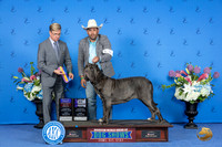 Neopolitan Mastiff #8 FRI WB BOB M Judge Douglas Johnson