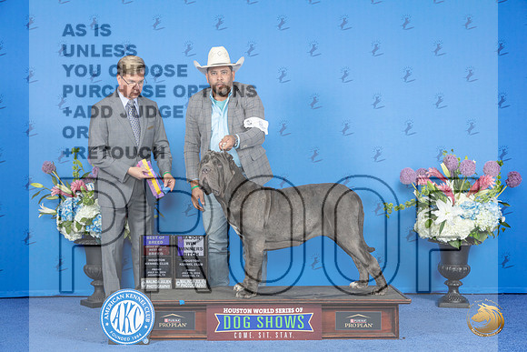 Neopolitan Mastiff #8 FRI WB BOB M Judge Douglas Johnson__JP_9044_Houston_2024_HR3