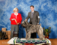 Bovier des Flandres #10 Sat BOB +A2