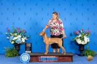Vizsla #23 WED BPISS BP4to6 Judge Ida Kavafian