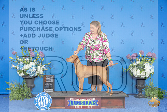 Vizsla #23 WED BPISS BP4to6 Judge Ida Kavafian__JP_8360_Houston_2024_HR3