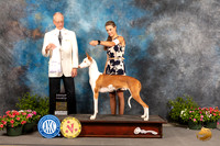 Ibizian Hound #6 Sat G4 Judge Allen Odom
