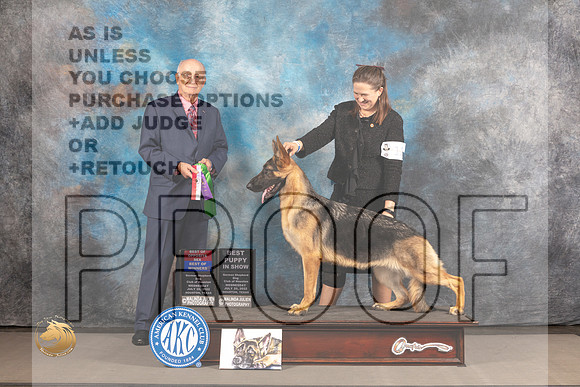 German Shepherd Dog #12 WED WB BOS BD Judge Stephen Bloom_MJ_2459_Houston_2022_HR3