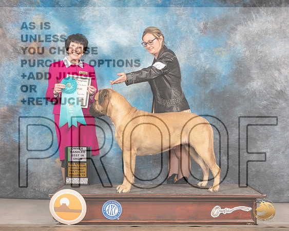 Bullmastiff #16 Thurs OHBIS Judge Barbara AldermanMMJ_2707_Mdlnd2022_HR3