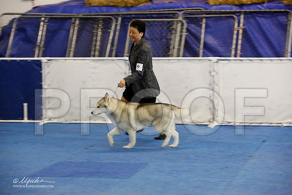 _M3_9099-AddisonHuskyMar2015-HR3