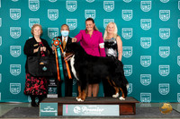 Bernese Mountain Dog #1173 Thur Top10 8th