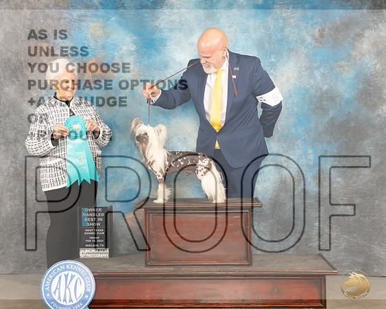Chinese Crested__JP_0978e_Midland2024_HR3