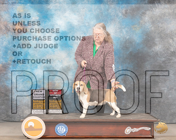 Beagle 15 #6 Sat BOS Judge Linda ClarkMMJ_4139_Mdlnd2022_HR3