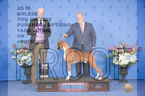Boxer #5 FRI BISp Judge Jon Cole_JP_8995e_Houston_2024-HR3