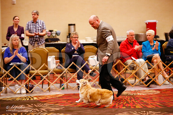 _JJ_0830-HstnCorgiFeb2015-HR3