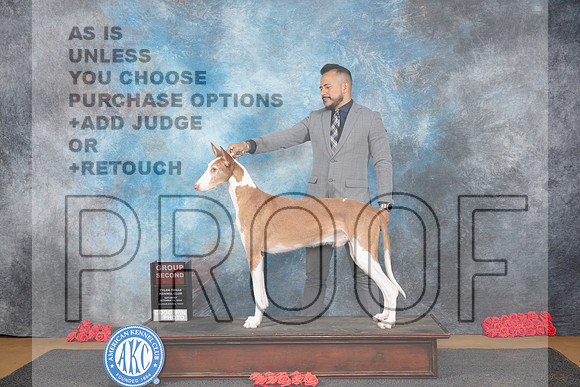 Ibizan Hounds #5 G2 Sat Judge Pat Trotter__JP_0255_Sulphur Springs_2024_HR3