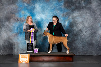 Boxer #152 Fri VBIS Judge Tracey Kallas