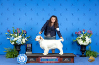Clumber Spaniel #6 THUR BOB BOW M Judge Ann Yuhasz