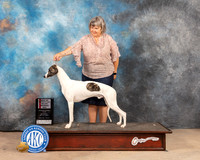 Whippet #5 Sat WDBOSM Judge Sylvie Mcgee
