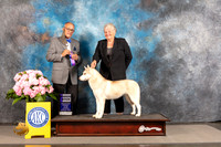 Siberian Husky #6 Thur WB Judge Luis Sosa