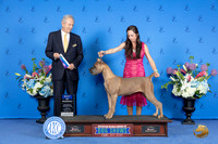 Cane Corso #? SUN WB BOW Judge James Moses