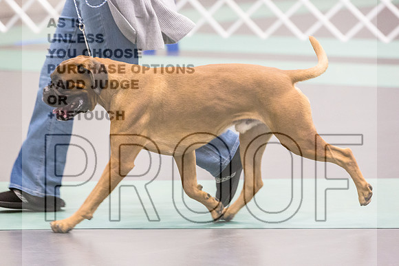 Boxers Ring Fri Ring1_JJL_4854_UKCLNGVIEWOCT2024_2024_HR3