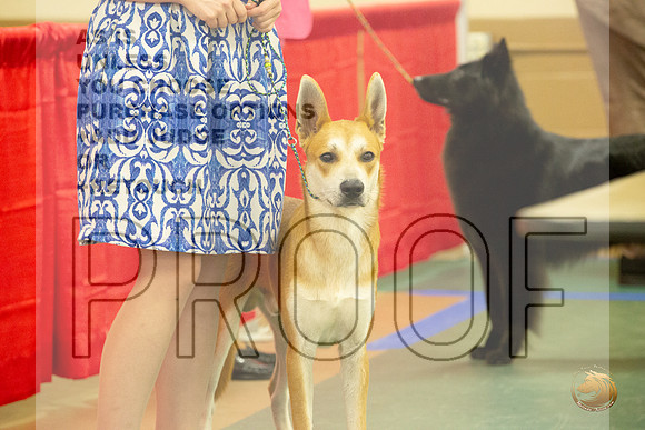 Canaan Dog # Ringside Sat_JJL_3987_LongviewTX_2024_HR3