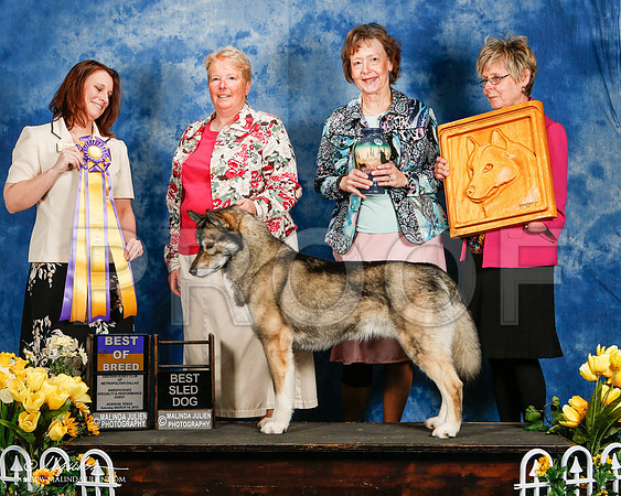 _ST_4124-2-AddisonHuskyMar2015-HR3