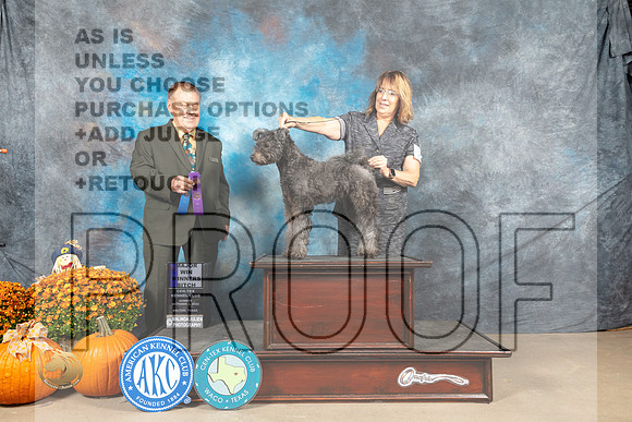 Pumi #28 Sun WB Judge Del Richards_MJ_6516_Belton_2022_HR3