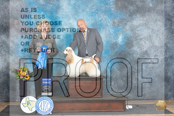 Cocker Spaniel Parti #5 Sunn G1 Judge Vicki Abbott__JP_0049_Abilene_2024_HR3