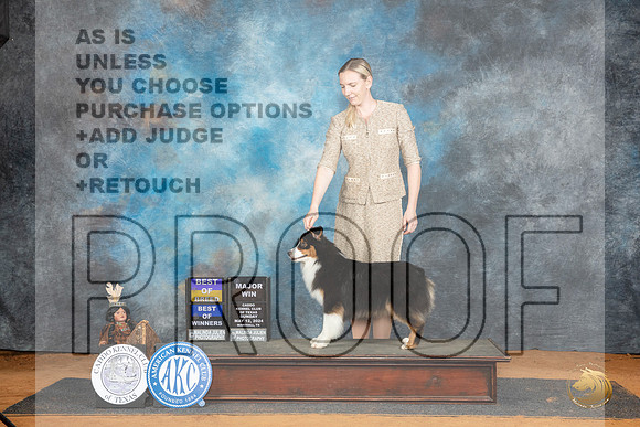 Miniature American Shepherd #12 Sun BOBBOWM Judge Lisa Graser__JP_8524_MARSHALL_2024_HR3