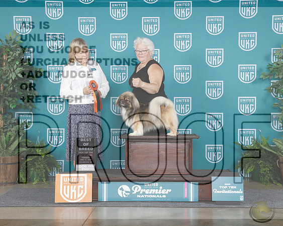 Tibitan Spaniel #121 Thurs BOB Judge Lynn Martin_WP_6297-UKC Premier 2025-HR3