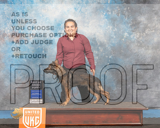 German Shepherd Dog #184 Sat1 Judge Tracey Kallas_MMJ_6480_Addison2022_HR3