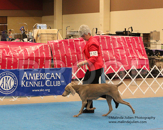 Weim-0834
