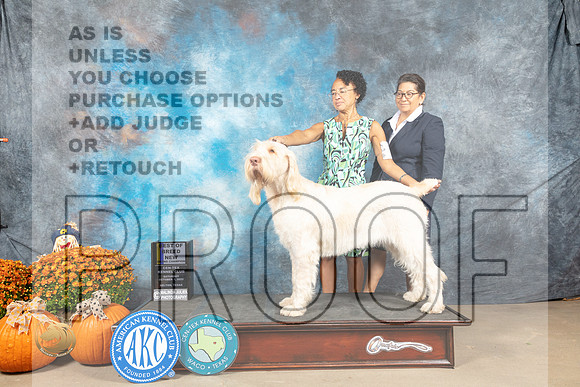 Spinoni #8 Sat BOBGCh Judge Del Richards_MJ_5596_Belton_2022_HR3