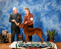 Chesapeake Bay Retriever #14 Sat BOB +A1