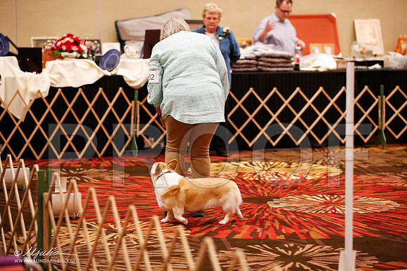 _JJ_7428-HstnCorgiFeb2015-HR3