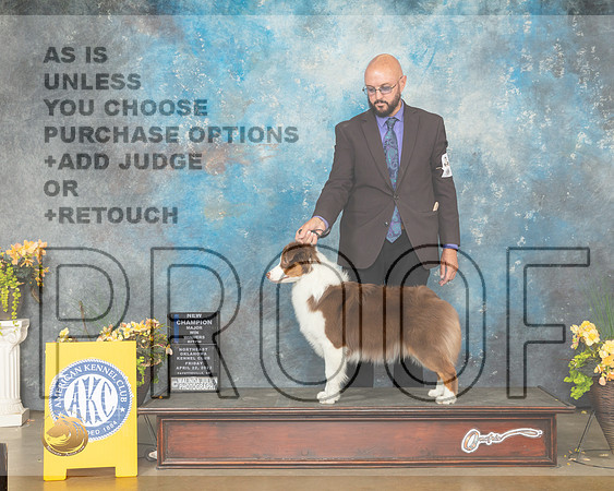 Miniature American Shepherd #20 Fri WBNCh Judge John Wade-MMJ_9988-NWARK2022-HR3