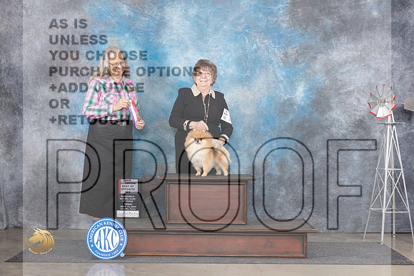 Pomeranian #10 Fri WBBOSCH Judge Denise Dean__JP_5333_Amarillo_2024_HR3