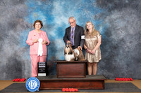 Shih Tzu #5 Sun G4 Judge Nikki Riggsbee