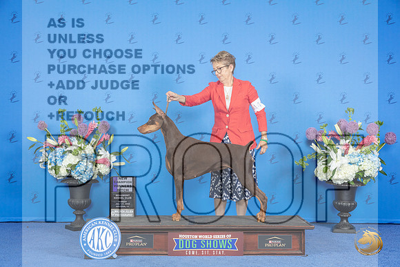 Doberman #44 SUN WB Judge Annella Cooper__JP_0056_Houston_2024_HR3