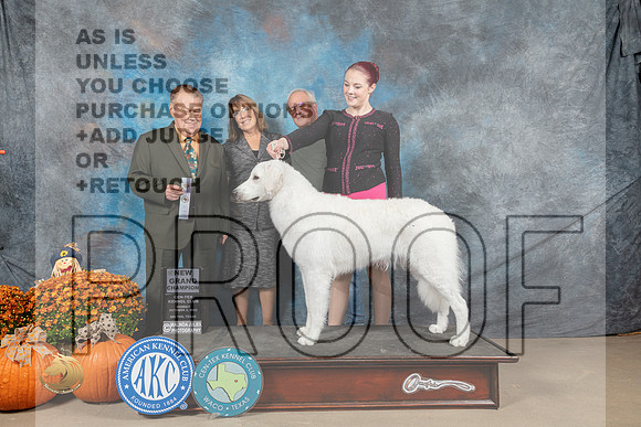 Kuvasz #6 Sun SBGCh Judge Del Richards_MJ_6412_Belton_2022_HR3