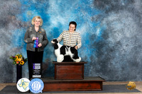 Cocker Spaniel Parti #10 WB Judge Vicki Abbott