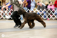 Afghan Hound #? Sat Ring
