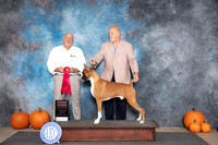 Boxer #7 Sat G2 Judge Hal Biermann