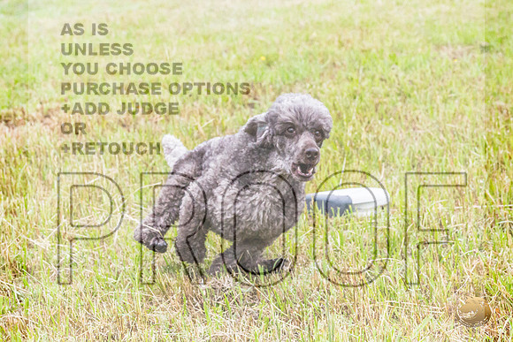 Poodle Std Misty Sat 2_JJL_1053_BatesvilleMS_2024_HR3